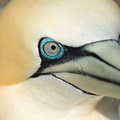 Northern Gannets (Morus bassanus) 8, Bass Rock, Scotland, UK